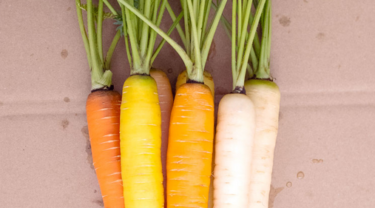 キャロット募集2019 備忘録